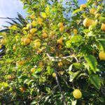 lemon tree in Santa Clara
