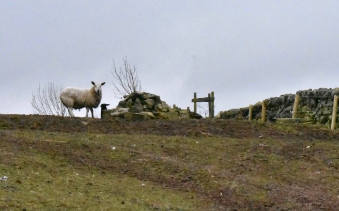 Sheep and black lambs on the Pentland Hills