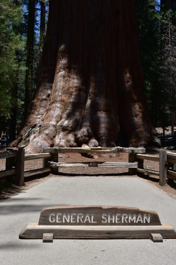 Sequoias at Sequoia National Park