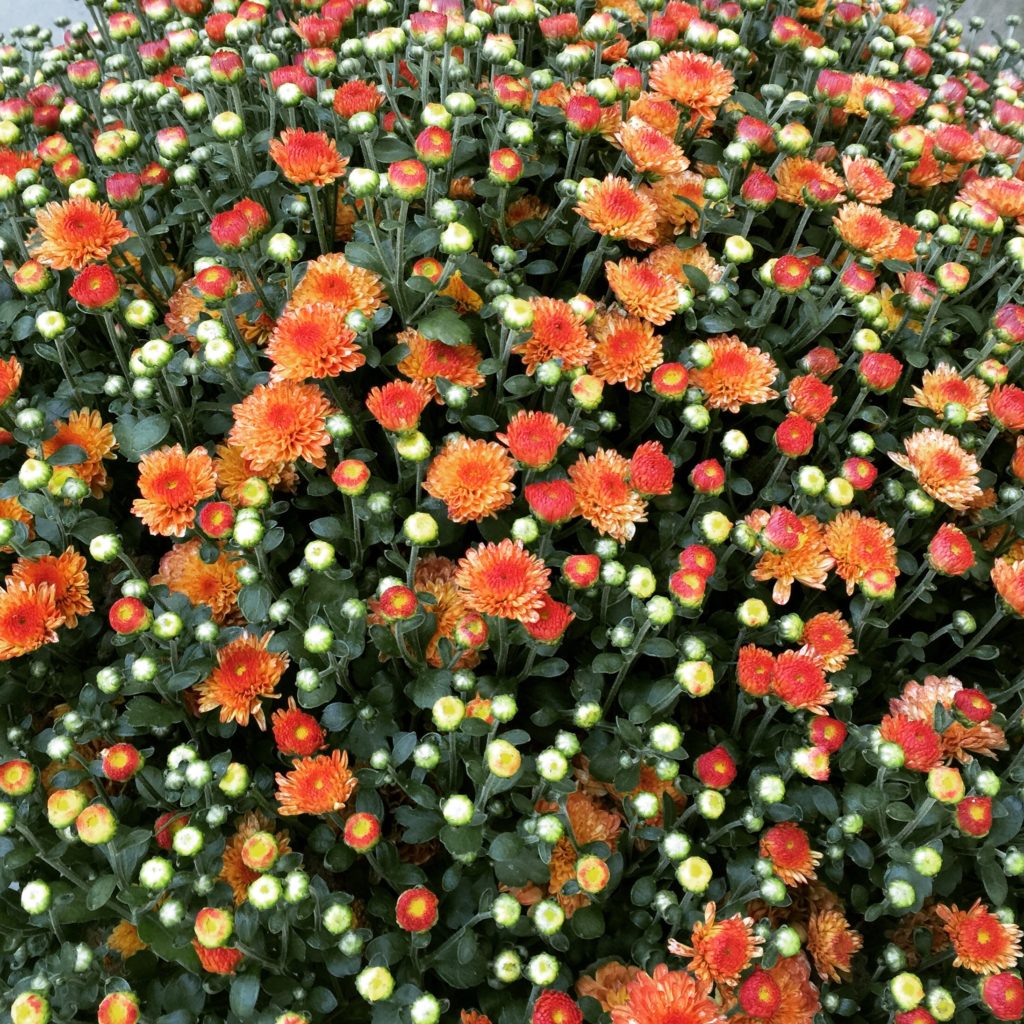 Orange Mums