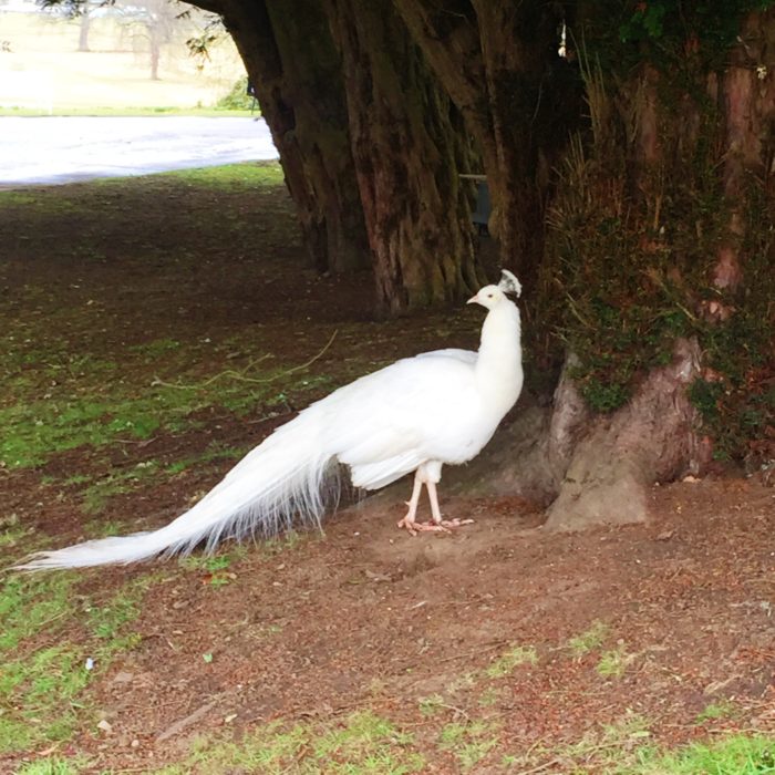 White Peacock at Scone Palace