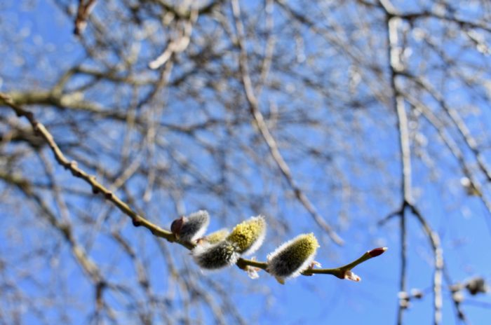 budding buds Copenhagen