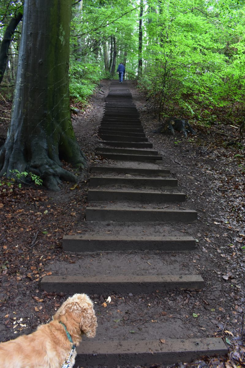 The stairs from the beach at Mons Klint