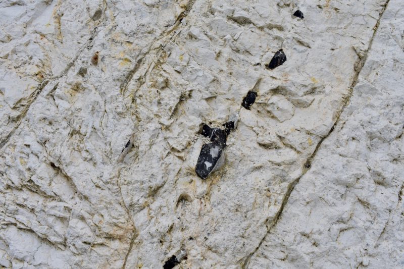 Fossils in the chalk cliffs at Mons Klint