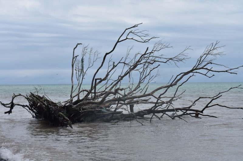 Driftwood at Mons Klint