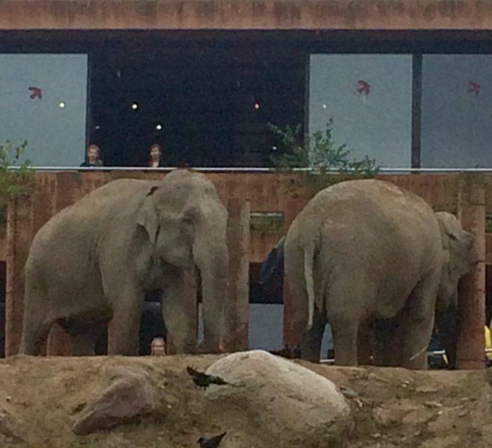 Elephants in Fredericksberg Have